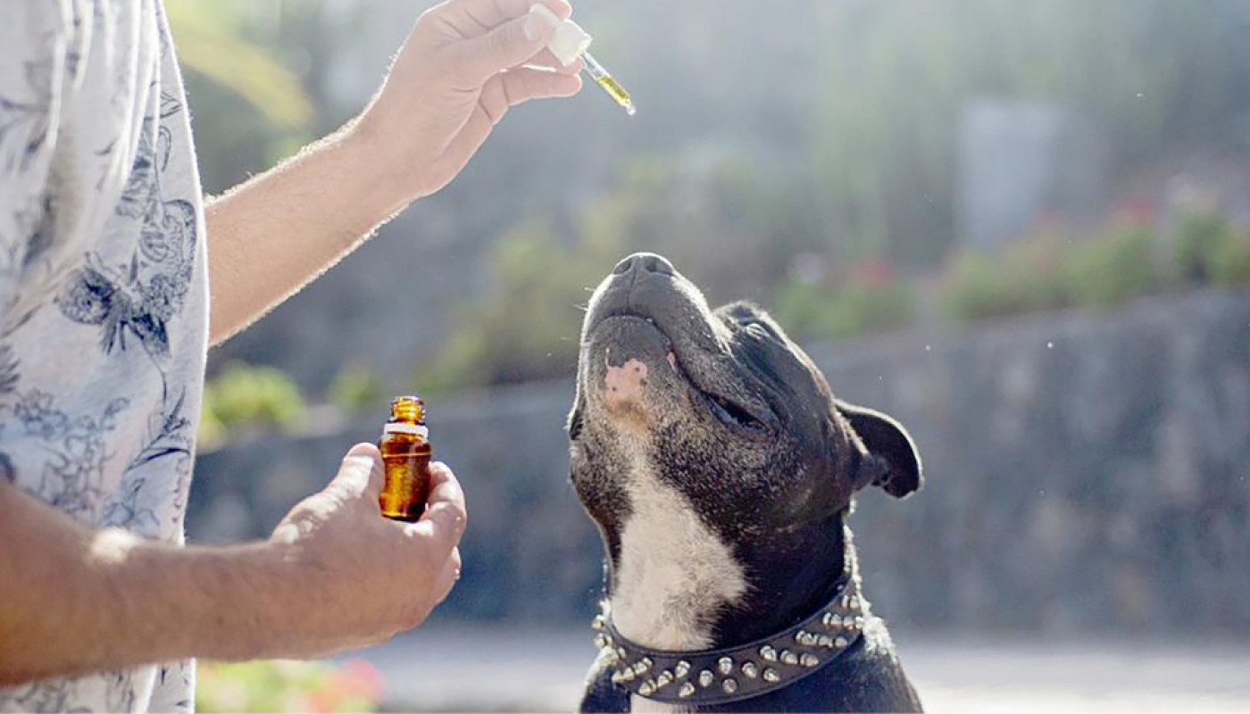 Pour les soins de votre chien, achetez l’huile de cade “Les Trésors du Sud” !